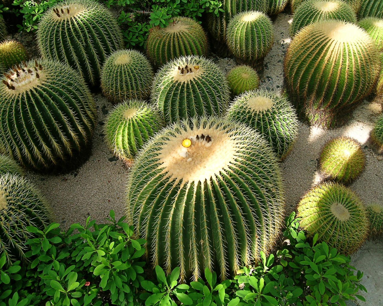 Huge cacti. May be used as Cristmas tree.